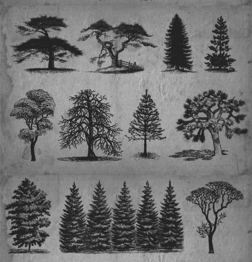 chaosophia218:Scientific Illustrations of the Trees.