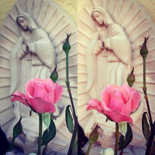 XXX #lupita #rosa #virgendeguadalupe  (at Hacienda photo