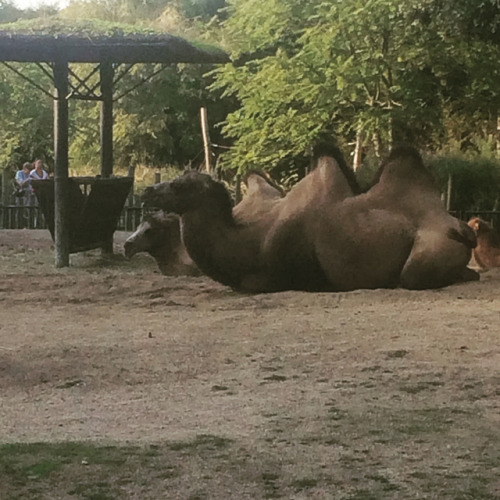 #sunday #zoo #planckendael #planckendaelzoo #mechelen #dayout #summer (at ZOO Planckendael) https://