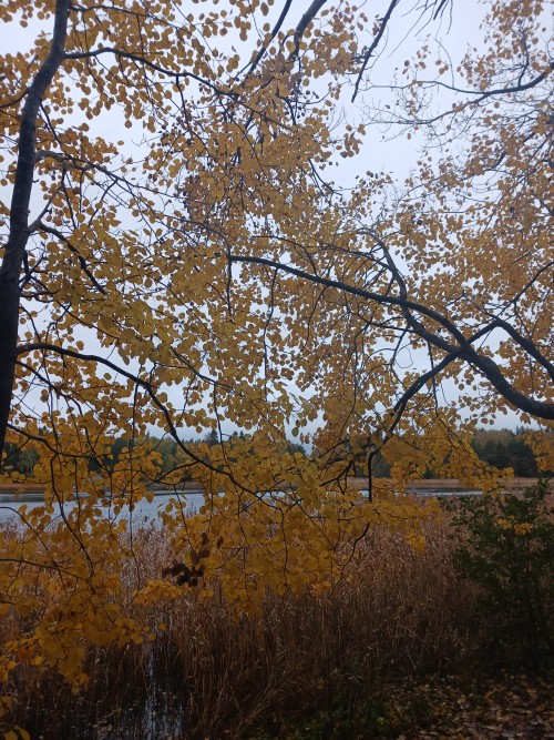 Just Compiled The Pictures I Have Taken This Fall So Far