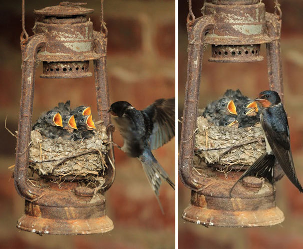 boredpanda:    Unusual Bird Nests Built In The Weirdest Places   