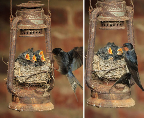 boredpanda:Unusual Bird Nests Built In The Weirdest PlacesWhat are birds? We just don’t know, but th