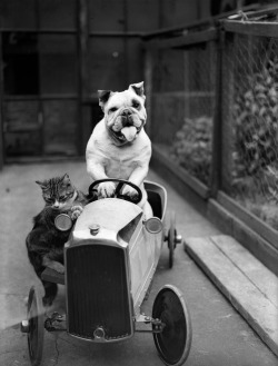 dropboxofcuriosities:  A cat and a bulldog