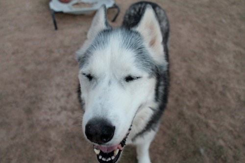 6woofs: she’s p happy