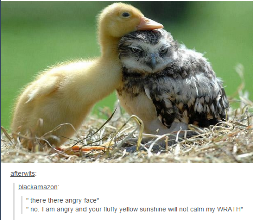 itsstuckyinmyhead:Owls and Tumblr