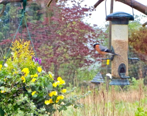 Someone else’s photo from the first day, my first sighting of a bullfinch on a friend’s feeder.