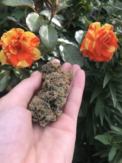 sparkingbuds:Took some pictures in the garden today