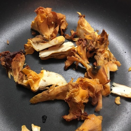 Sup Wednesday! #chanterelles #fungi #troy (at Troy, New York)https://www.instagram.com/p/BnEoIbMFJg