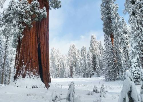 americasgreatoutdoors:Check out this breathtaking photo following a winter storm in December at Sequ