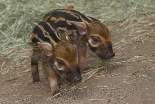 mer-se:  Red River Hog (Potamochoerus porcus) piglets running, native to Africa by zssd minden pictures 