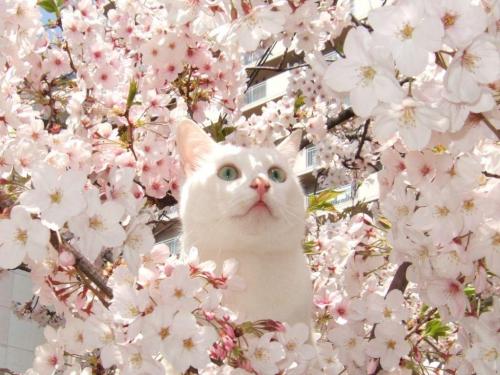 dojiahol735:  (〓 たんねる 〓 黄金のコラボ！　桜と猫の美しすぎる画像集から) porn pictures