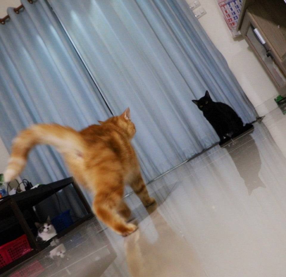 catchymemes