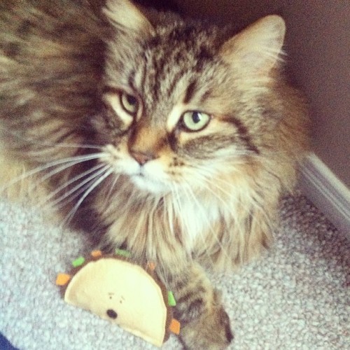 Pretty Cassie and her new taco! :) #cats #catsofinstagram