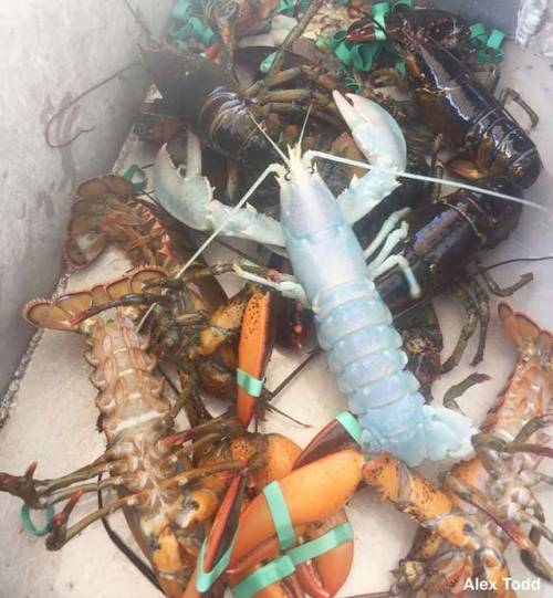 hella-free-space:justnoodlefishthings:archiemcphee:The Department of Extraordinary Lobsters is putti