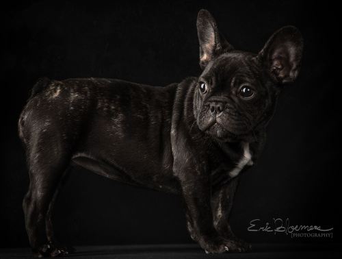 Lola the frenchie, at 12 weeks old!
