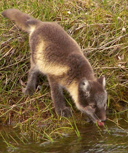  Arctic foxes change the color of their fur