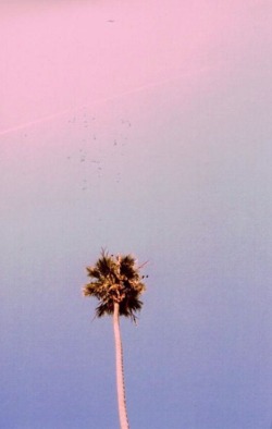 supposedjunkie:    Palm trees in the light,