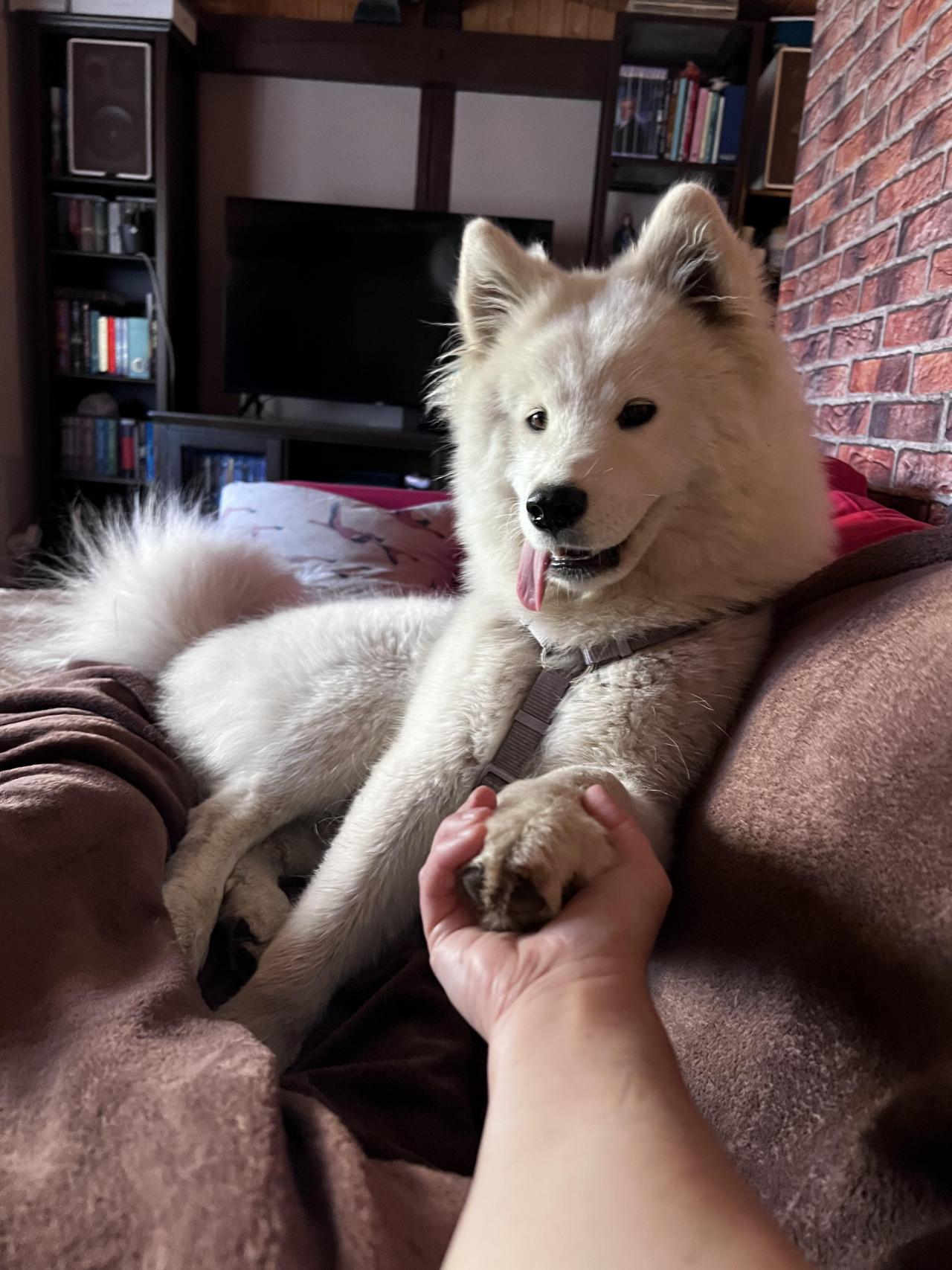 Hold my paw