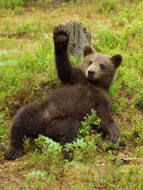 mothernaturenetwork:10 things you probably don’t know about bears