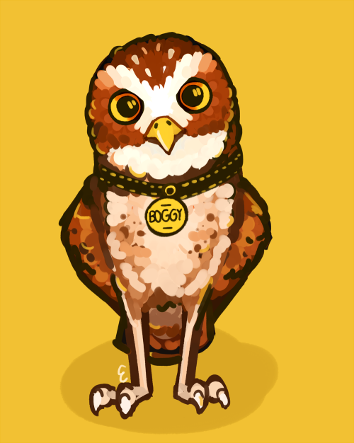 cloudmancy: does boggariel owlariel, the roundest owl in the world, know that I would die for him [i