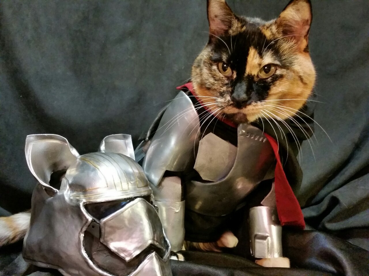 notallmeninists:  cat-cosplay:  “On my Command…”  Debuting Captain Paw'sma