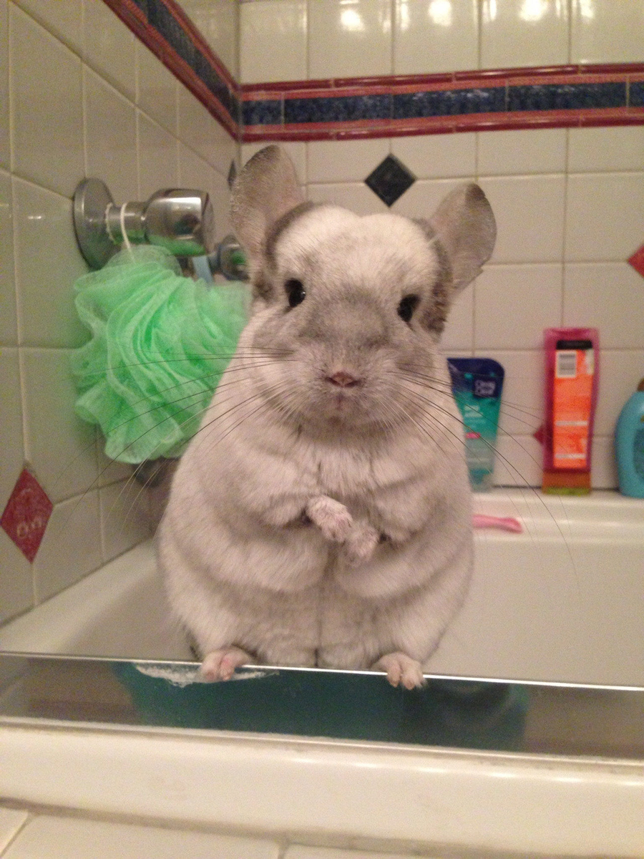 Chinchillas up for adoption