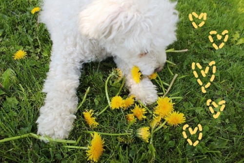 flowerlasagna:Dandelion boy