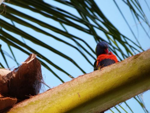 Beautiful rainbow lorikeet at The Strand, Townsville. Photographer: Melanie Wood