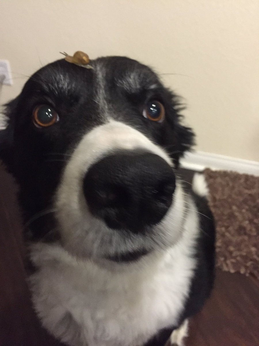 babyanimalgifs:  baby animals blog   what a friendly hat!!!
