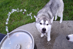 huskyhuddle:  Hubble’s fountain experience. He isn’t so good at it yet.