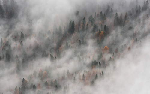 nubbsgalore:  an autumn fog moving through the forest. photos by (click pic) stefano baglioni, long bach nguyen, ivaylo ivanov, františek hanc, rafael kos, marin rak and paolo bolla
