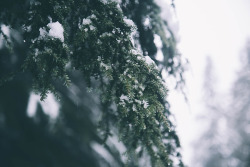 hannahkemp:  Winter in WashingtonPrints//Instagram