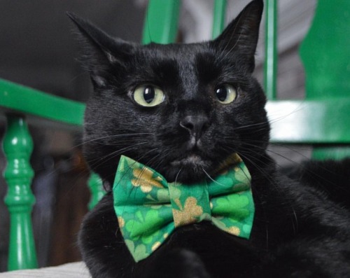 Oh snap! I think I just heard a leprechaun! #wynn #blackcatmafia bow tie: @baylorsbowtieboutique 