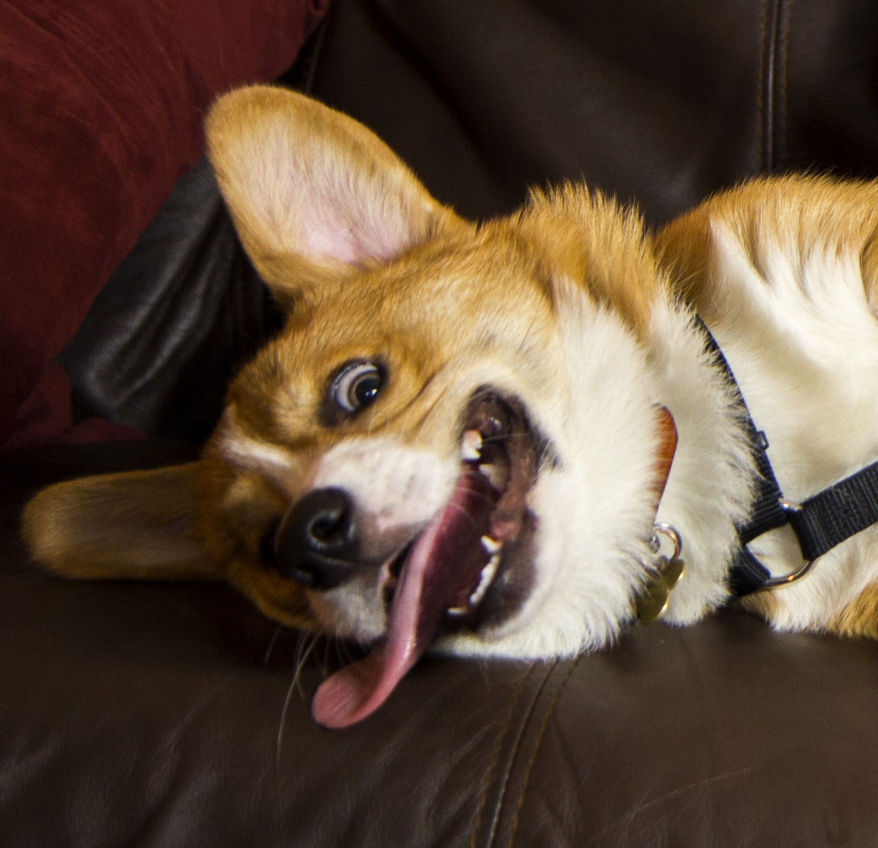 thefrogman:  Do you remember that time Otis got neutered and they gave him drugs?