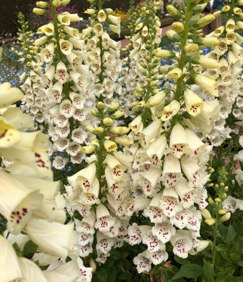 anovembersparrow: all the foxgloves were in bloom at my local garden! 