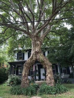love:   A couple months ago, someone taught me newlyweds used to plant sycamore trees on both sides of a walkway leading to their house, then join them together to symbolize two becoming one. Today I saw it for the first time. (via imgur)