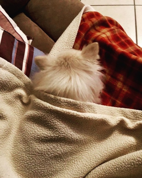 Chillin with Queeny #1 (at Hacienda Pèrez-Garcia) https://www.instagram.com/p/BtxXnUonP97/?utm_source=ig_tumblr_share&igshid=12gi5znr061eg