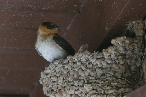 Cave Swallow (Petrochelidon fulva) on the nest, Marathon, Brewster County, Texas.