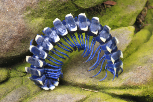 ftcreature: The Featured Creature: Stunning Bright Blue Cloud Forest Millipede Is Sure to Shock You 