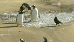 becausebirds:  #penguinprobs  &ldquo;I THOUGHT I TOLD YOU TO GET!!!&rdquo;XD aww man i needed this. i&rsquo;m dying. thank you, internet