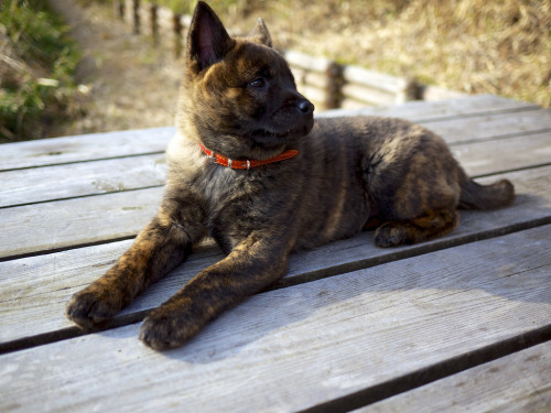 simply-canine:Kai (by jotaro6)