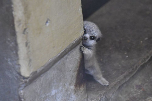 boredpanda:   Japanese Photographer Captures A Shy-At-First Baby Meerkat And Its Family In 23 Pics    Ommgggg 😍🥰❤️ babeeee, look! @ thingssthatmakemewet!! 