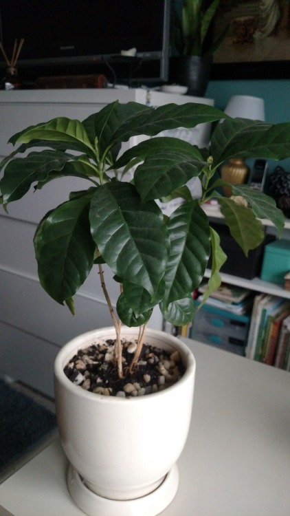 misadventured-piteous-overthrows: Plant Profile: Coffee Plant (Coffea arabica)A fun yet fickle house