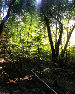 Tan Oak Park #mendocino #fafuba #redwoods