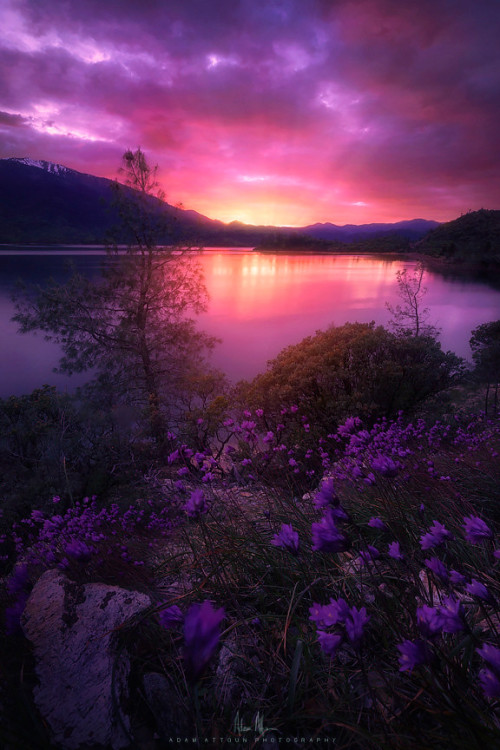 te5seract:Parellel Universe - Redding, CALassen LupineFloral Sunset at Whiskeytown Lake - Redding, C