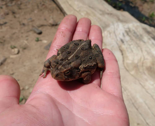 Doctor says I have to hold a toad every day for health reasons