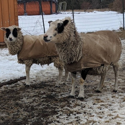 Blue Sapphire and her 2019 ewe lamb Freyja . . . #softshetlandwool #sheep #farming #sheepfarm #homes