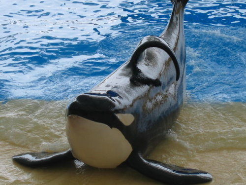 freedomforwhales:  “Another topic she (Naomi Rose, HSUS) thought about including in her case against captivity was the collapsed dorsal fin seen in 100 percent of the captive adult males. Based on her knowledge of biology and what she had learned about