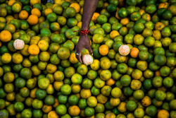 travelingcolors:  Oranges anyone? (by Suyog Gaidhani) 