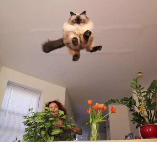 Original source: (via nobogoslow)(No kitties were harmed in this photo. It was jumping onto a soft b